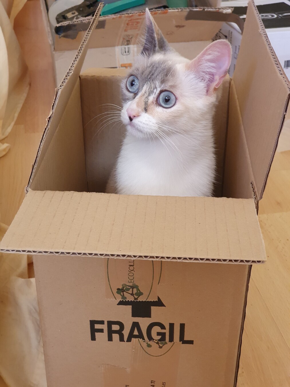 Gato de ojos azules dentro de una caja de cartón con la palabra 'FRAGIL' impresa en el lateral.