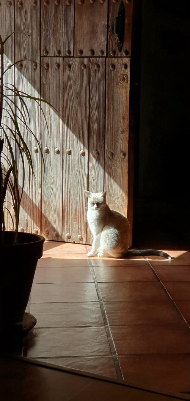 Gato blanco sentado en el suelo iluminado por un rayo de sol que entra a través de una puerta de madera rústica, con una maceta al lado.