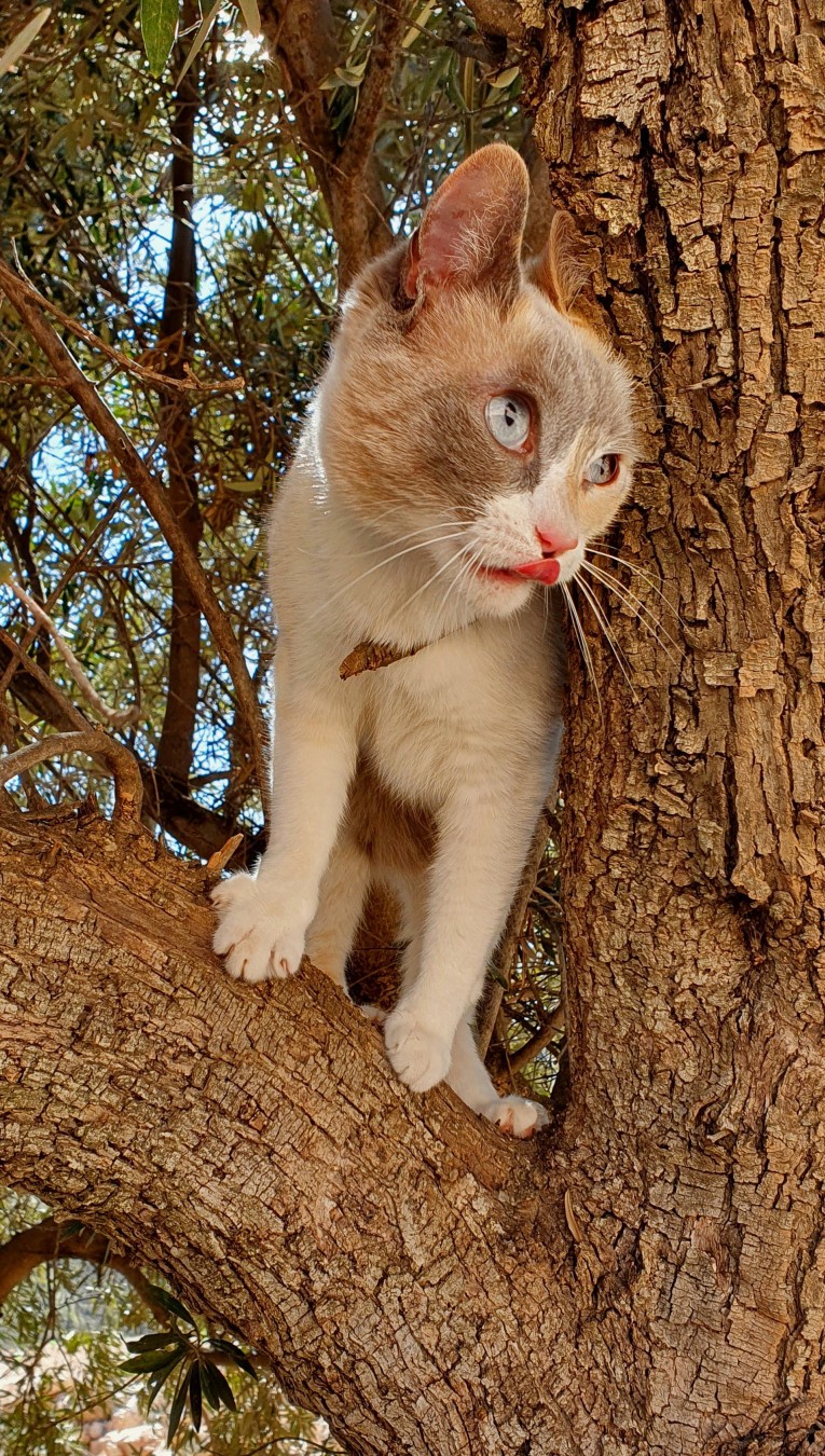 EN: Zip, a cream and grey cat with bright blue eyes and white markings perched on an olive tree branch. The cat has its tongue slightly out and is surrounded by green foliage.  
ES: Zip, una gata crema y gris con ojos azules brillantes y marcas blancas, posada en la rama de un olivo. La gata tiene la lengua ligeramente fuera y está rodeada de follaje verde.